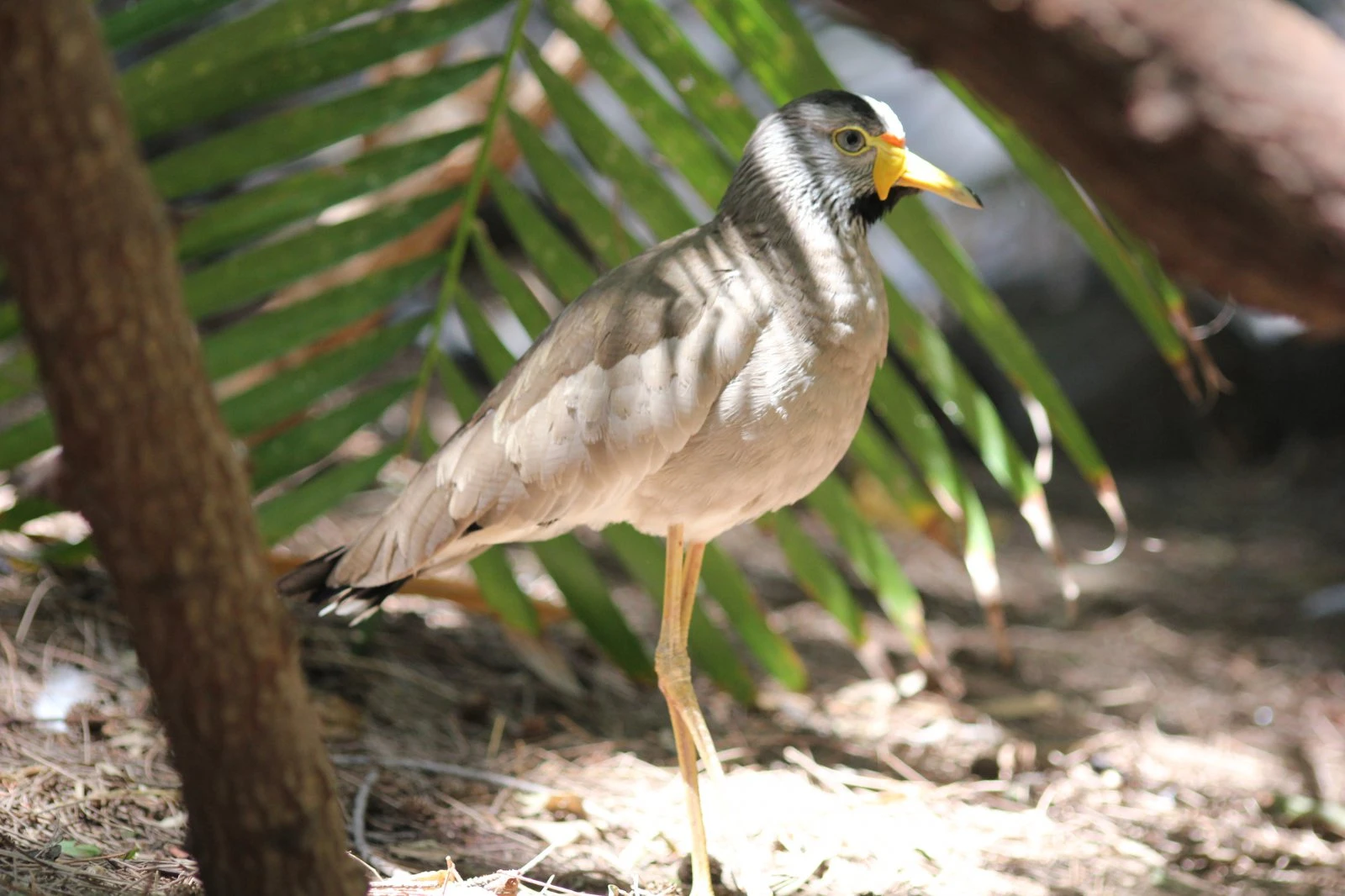 Galapagos