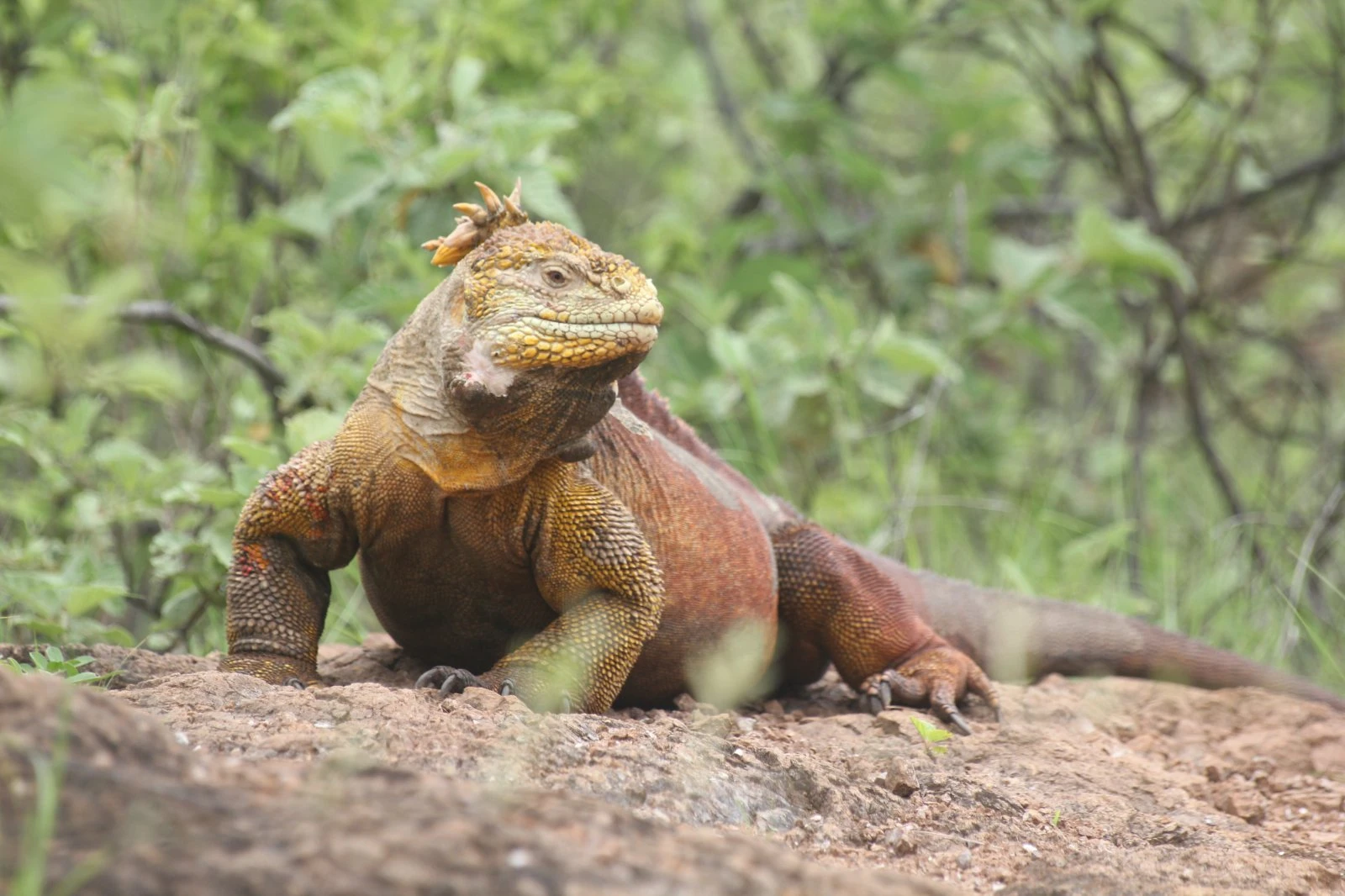 Galapagos