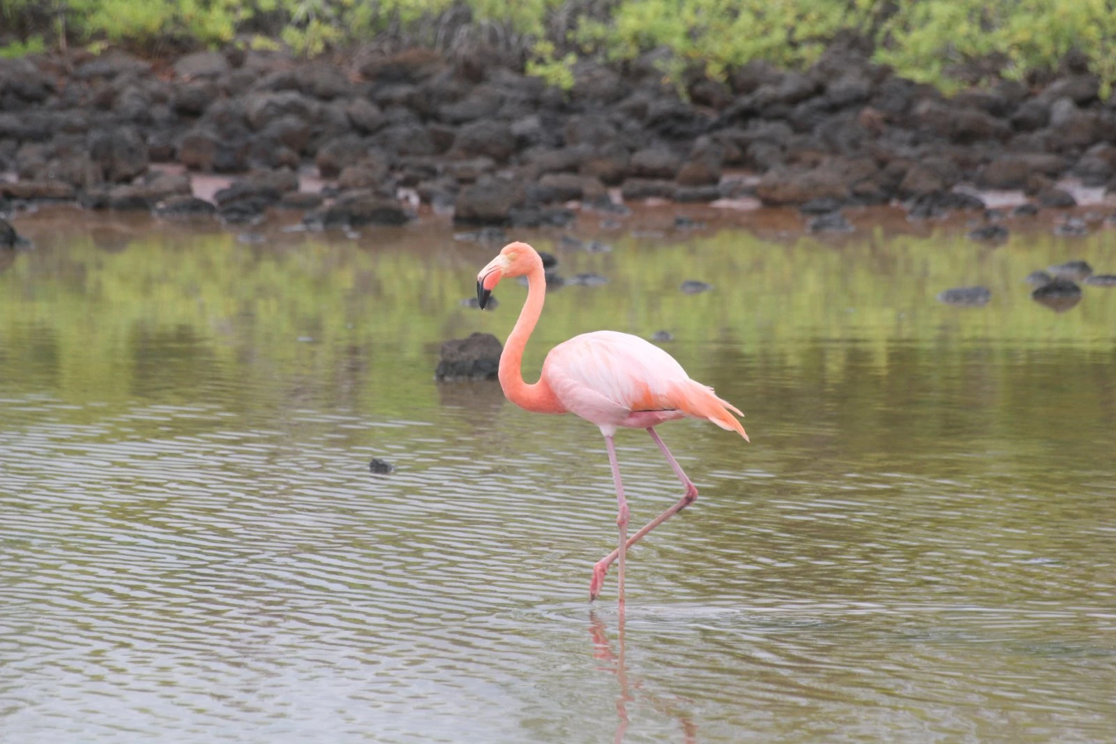 Galapagos