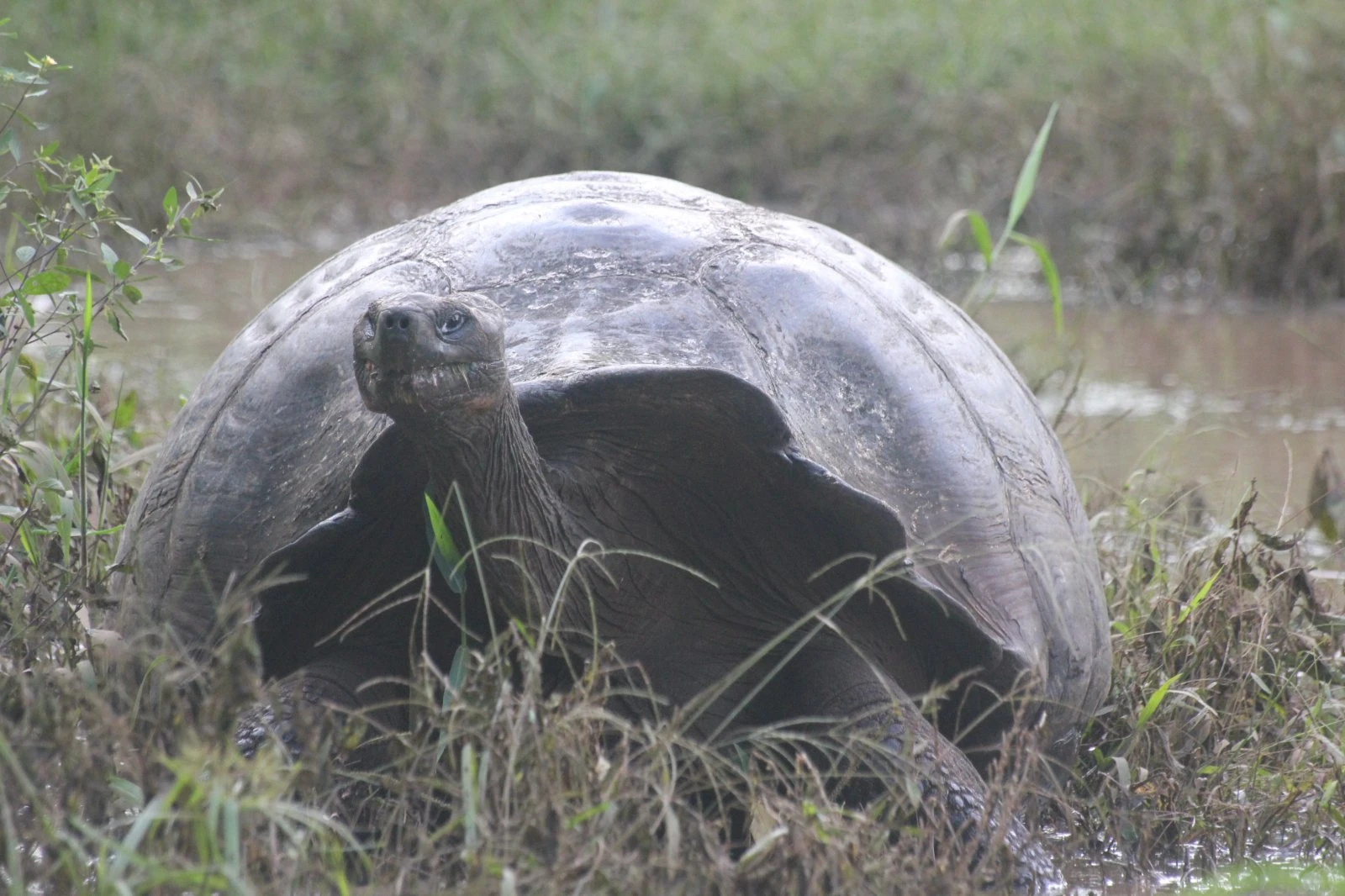 Galapagos