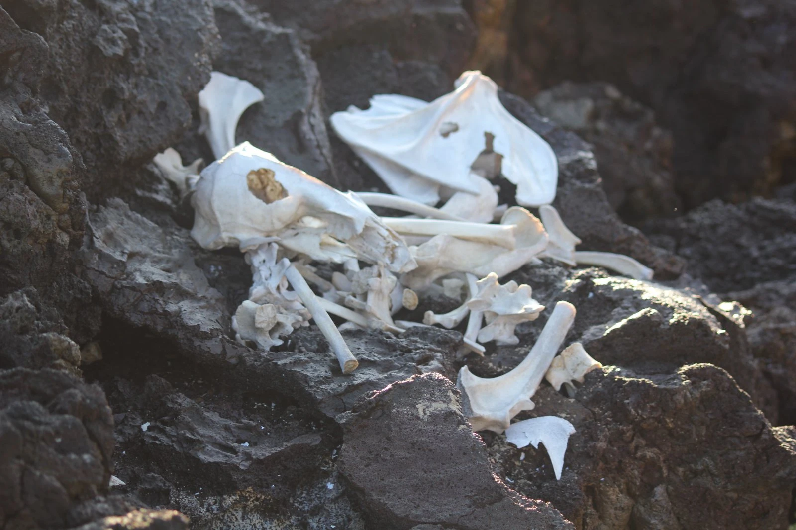 Galapagos
