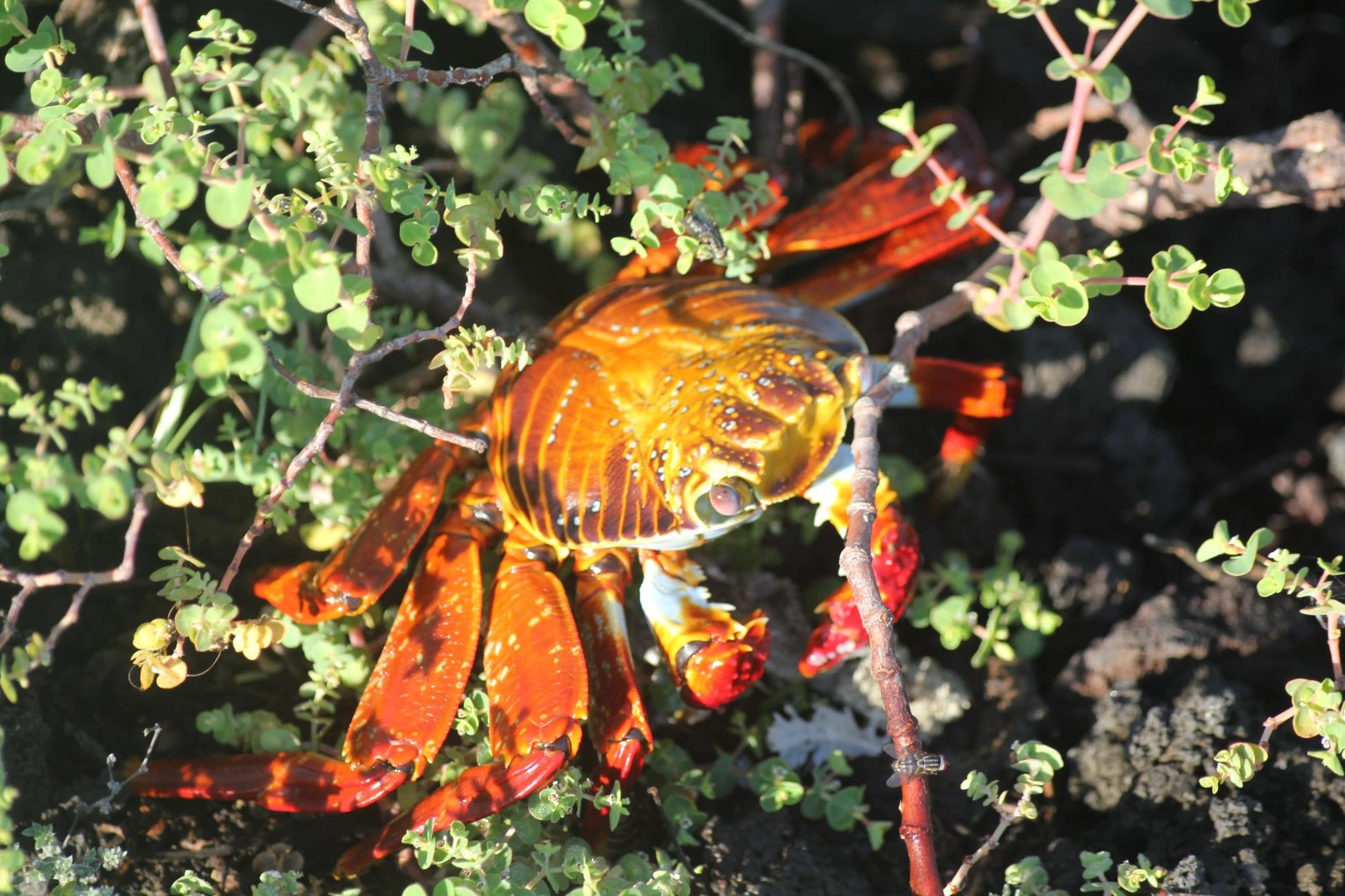 Galapagos