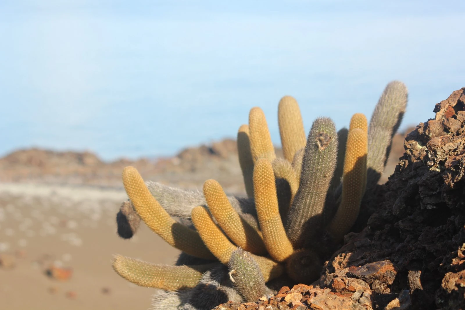 Galapagos