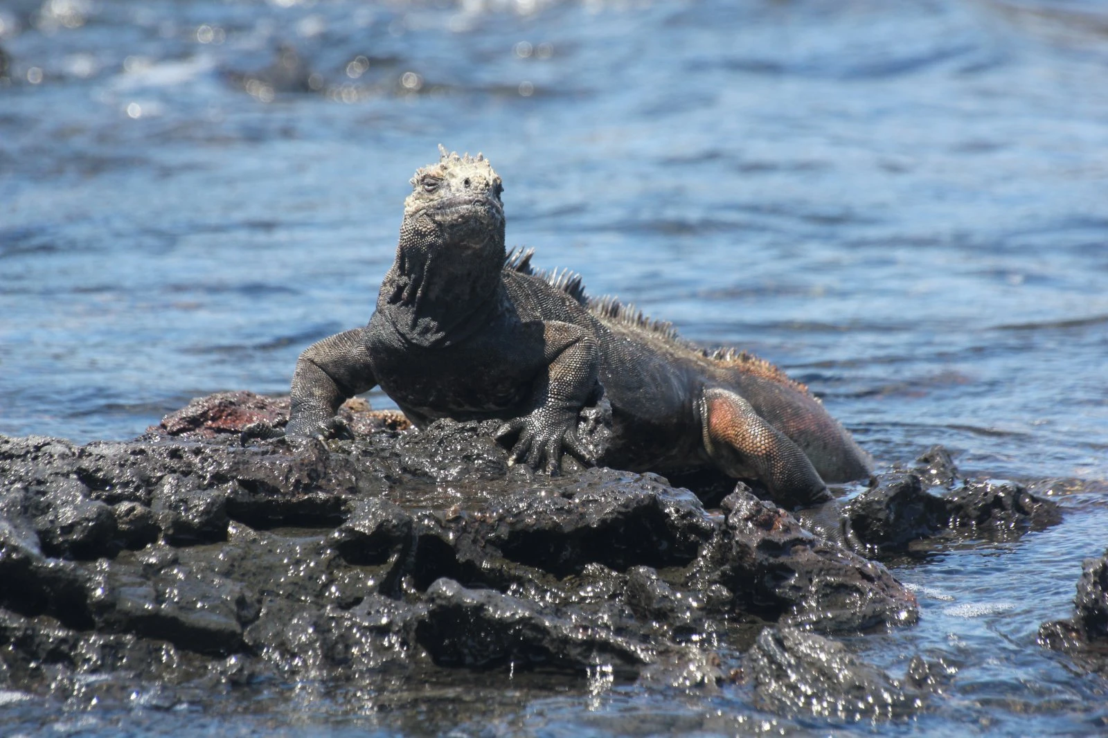 Galapagos