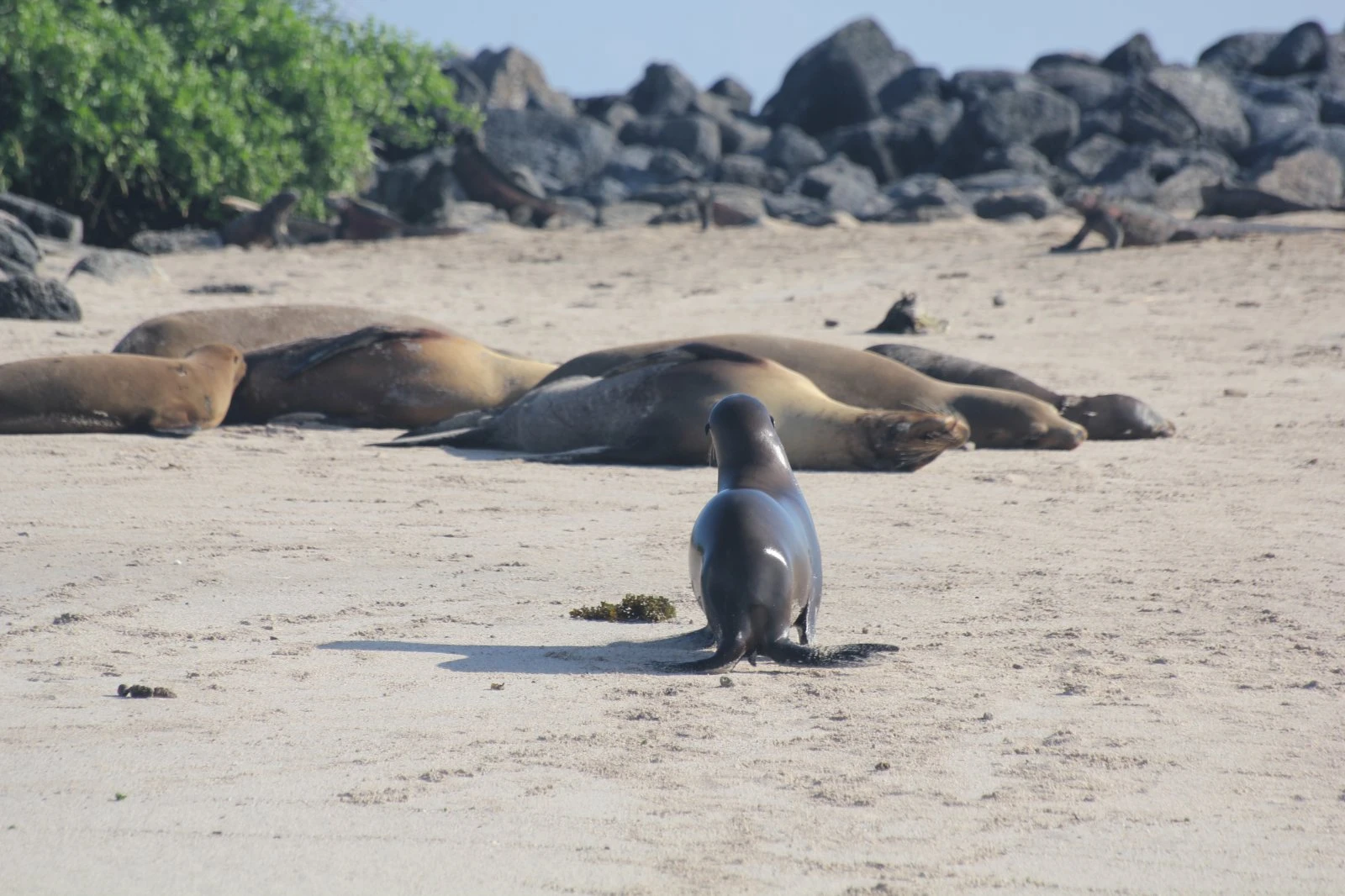 Galapagos