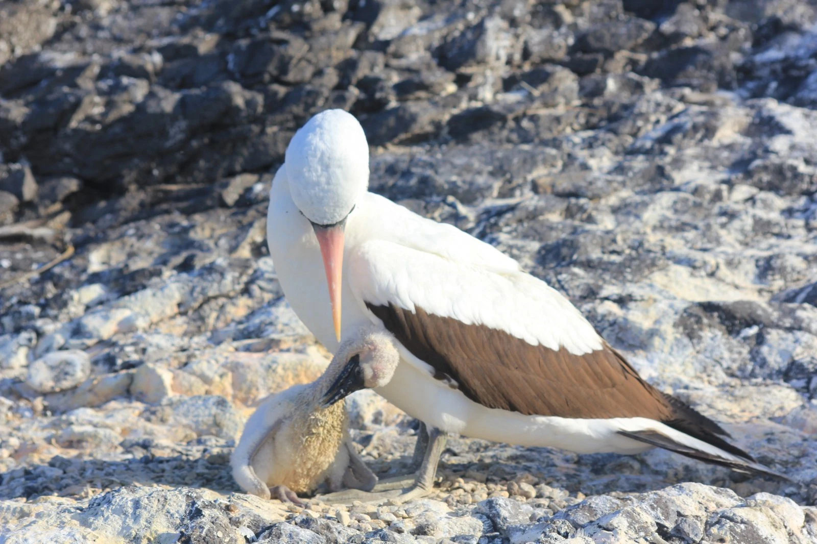 Galapagos