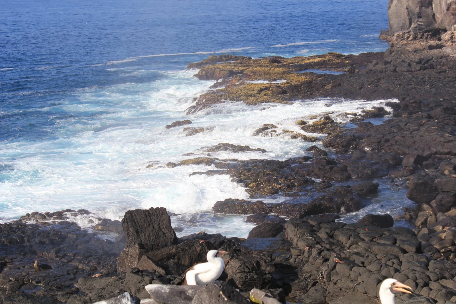 Galapagos