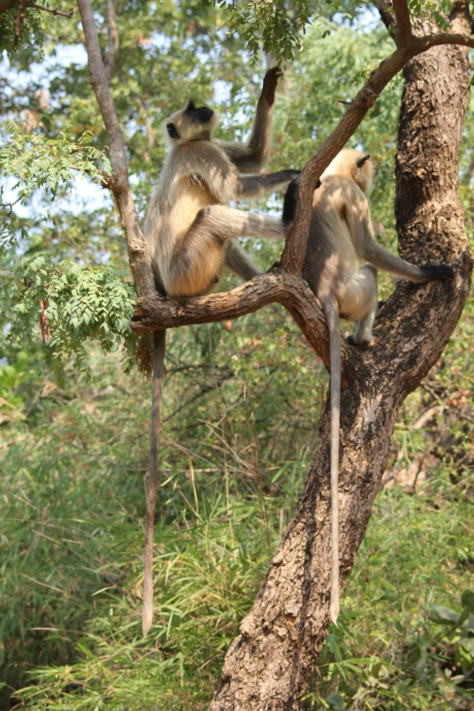India