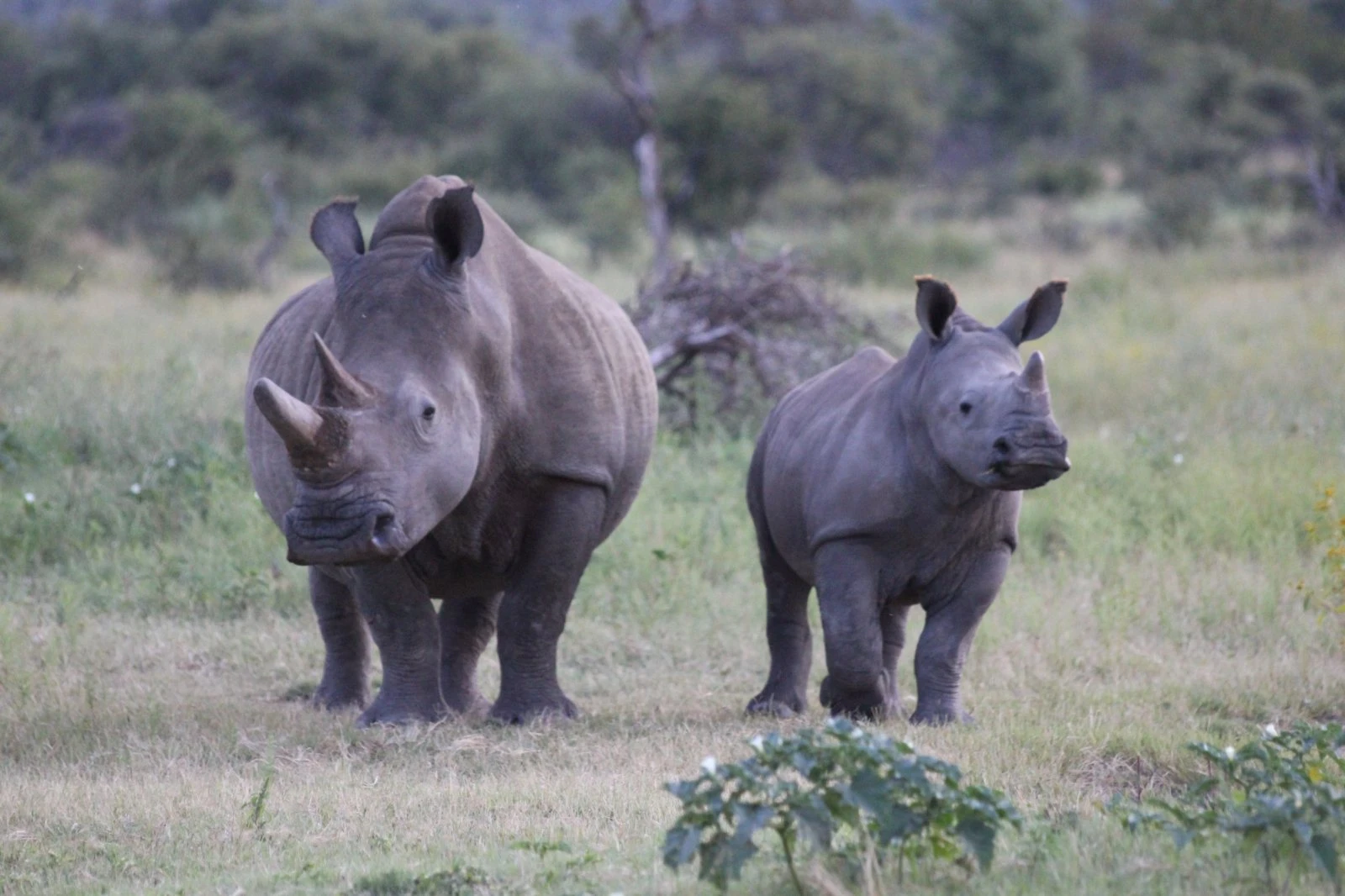 Südafrika