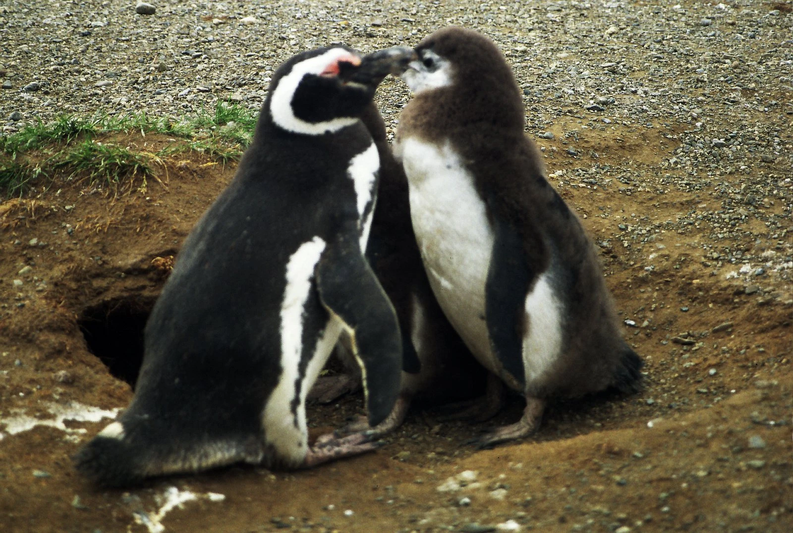 Patagonien